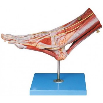 MUSCLES OF FOOT WITH MAIN VESSELS & NERVES (SOFT)